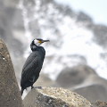 Wild bird : 0116