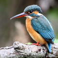 Wild bird : 0125
