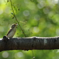 Wild bird : 0144