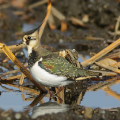 Wild bird : 0030