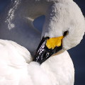 Wild bird : 0039