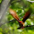 Wild bird : 0090