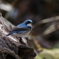 Wild bird : 0092