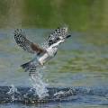 Wild bird : 0095