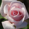 Flowers :Young Rose