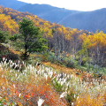 Autumn leaves : 0030