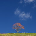 Autumn leaves : 0031