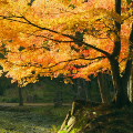 Autumn leaves : 0034