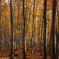 Autumn leaves : 0060