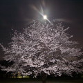 Cherry blossoms : 0005