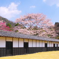 Cherry blossoms : 0052