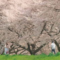 Cherry blossoms : 0082
