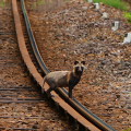 Railway : 0085